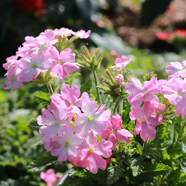 Tuscany Pink Picotee