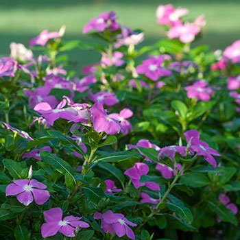 A Shopper’s Guide to Vinca