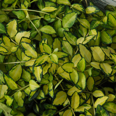 Illumination Vinca