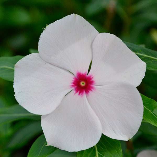 Valiant Apricot Vinca