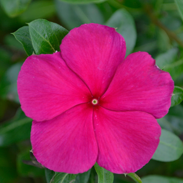 Valiant Burgundy Vinca