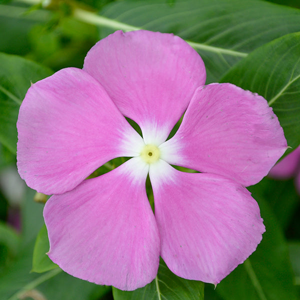 Valiant Orchid Vinca