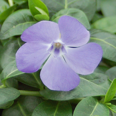 Bowles' Variety Vinca