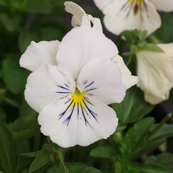 Cool Wave Frost Pansy