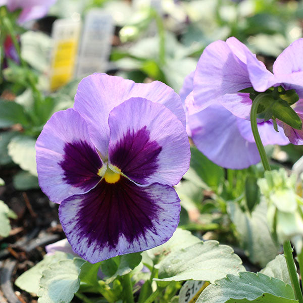 Matrix Ocean Pansy