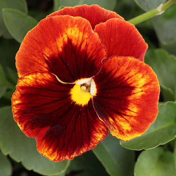 Matrix Red Blotch Pansy