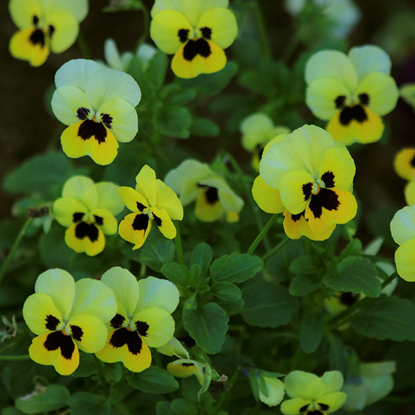 Sorbet Primrose Blotch