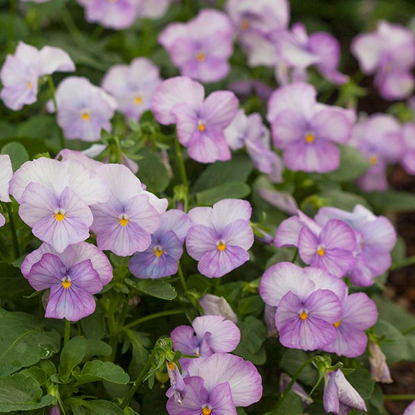 Sorbet Lavender Pink