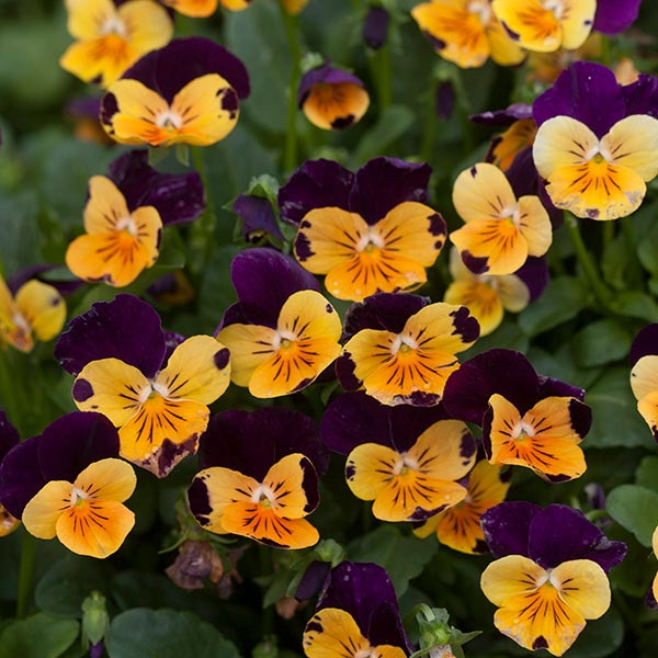 Sorbet Orange Jump Up