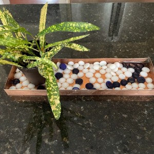 Plants on pebble tray for humidity