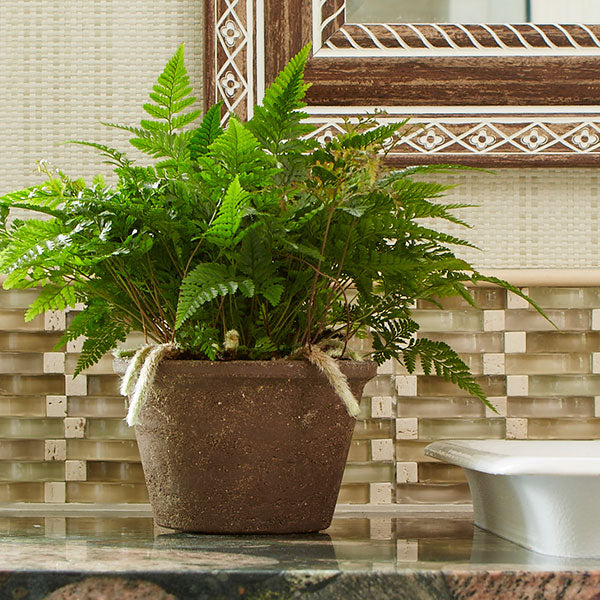 White Rabbit's Foot Fern