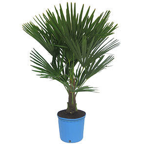 Windmill Palm