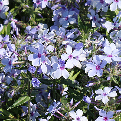 Chattahoochee Woodland Phlox