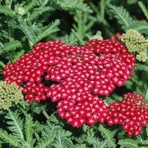 Desert Eve Red Yarrow