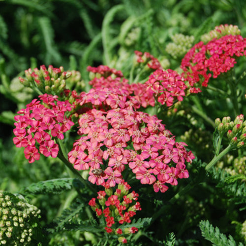 Desert Eve Rose Yarrow