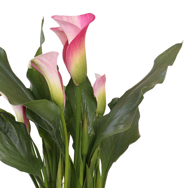 Callafornia Pink Melody Calla