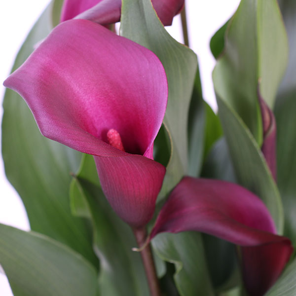 Callafornia Night Life Calla