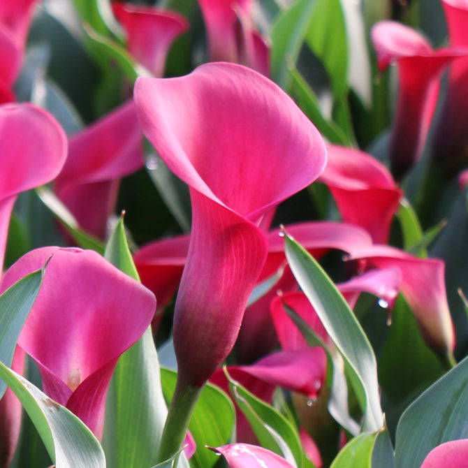 Callafornia Red Calla