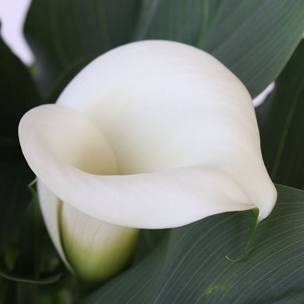 Callafornia Ice Dancer Calla