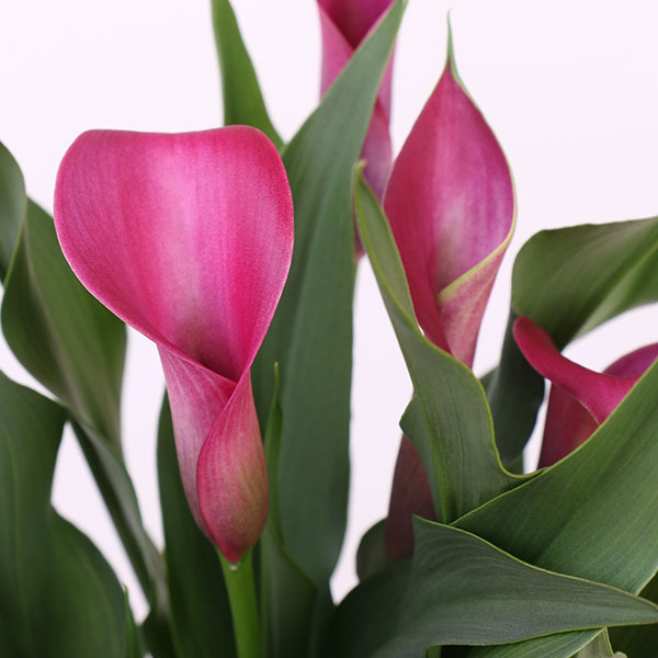 Regal Calla