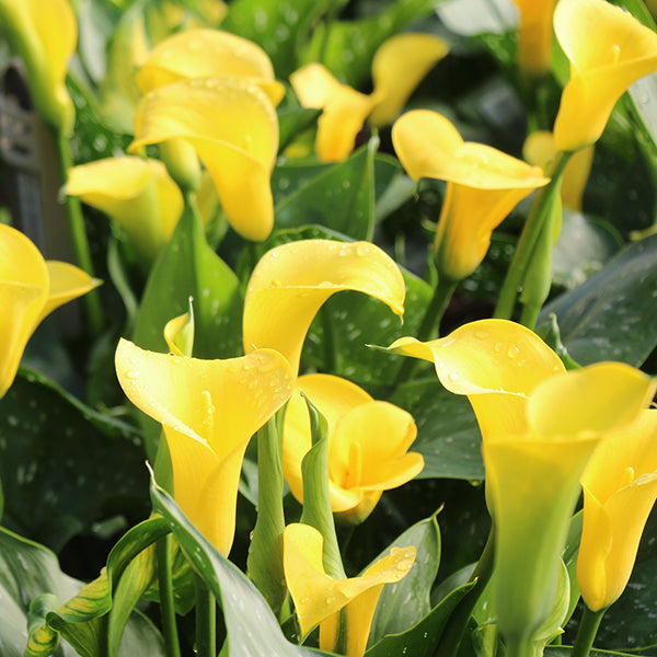 Callafornia Sunshine Calla