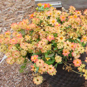 Profusion Apricot