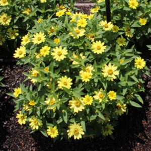 Zahara Yellow