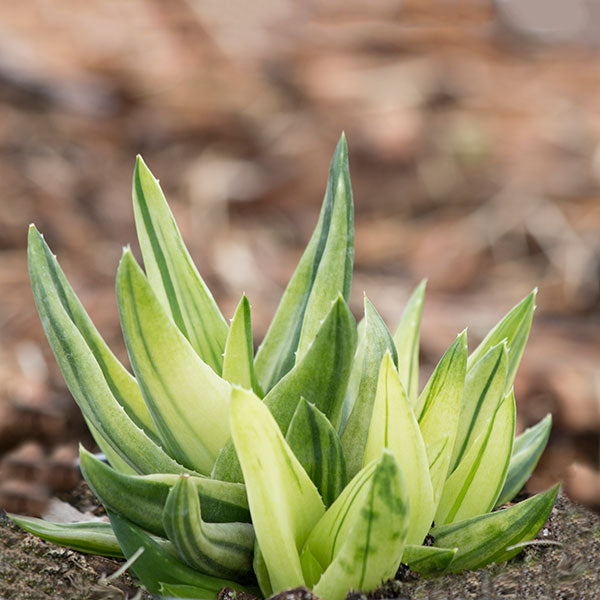 Aloe Walmsley's Variegated