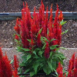 Arrabona Red Celosia