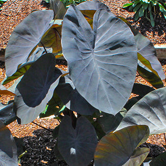 Black Coral Elephant Ear