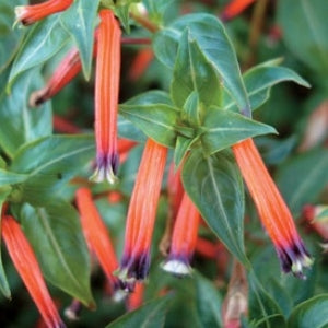 Cigar Plant