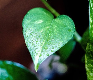 What Is My Plant? Round or Heart-Shape Leaves  Costa Farms