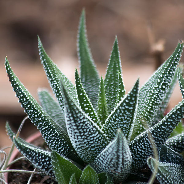 Haworthia v. concolor