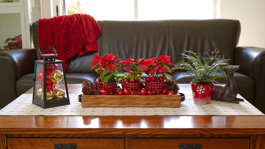 Wood coffee table decorated for the holidays with red Poinsettia, a fern, holiday ornaments, and pine cones in front of a brown leather sofa with a red fuzzy blanket