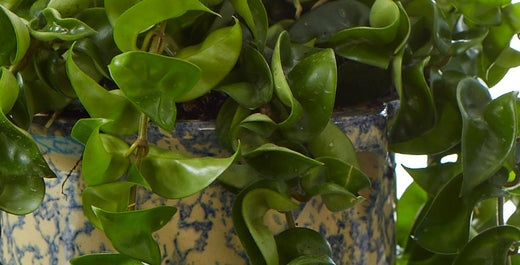 How to Care for Your Hoya