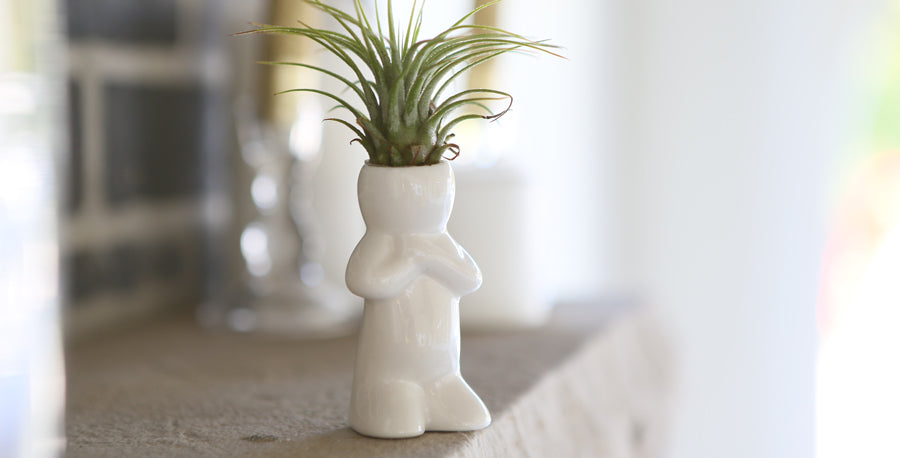 Do Plants Have a Sense of Humor?  Costa Farms
