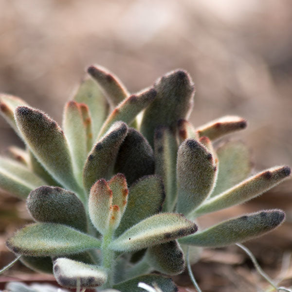 Kalanchoe 'Chocolate Solider'