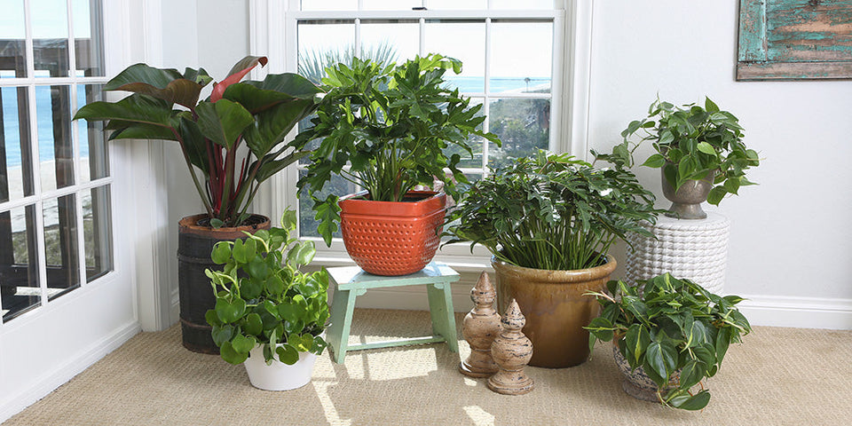 An assortment of indoor plants in decorative pots arranged by a bright window with a sea view, adding lively greenery to the room's ambiance.