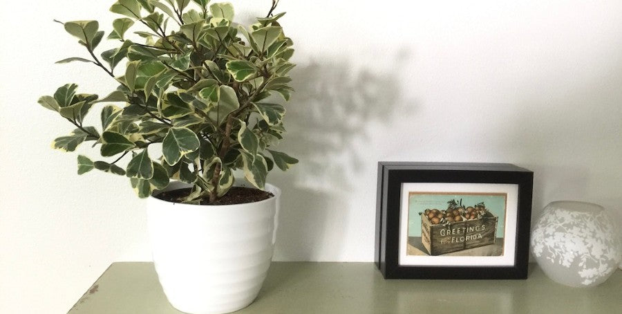 Trending Tropicals: Meet Ficus triangularis Variegata  Costa Farms