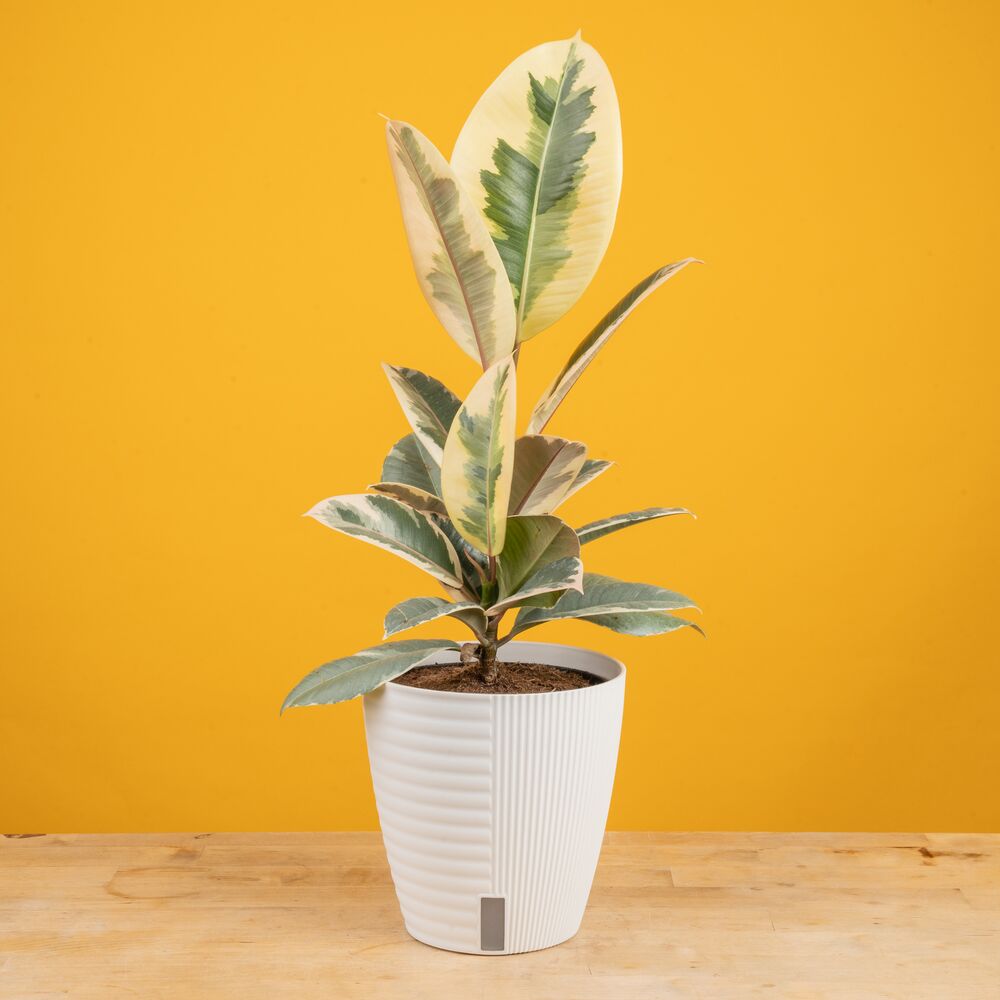 Ficus Tineke | medium – Costa Farms
