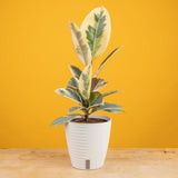 A medium Ficus Tineke plant sits on a light wooden table with a yellow backdrop. The plant has beautiful shades of milky white & green colors. It is in a white self-watering decor container.