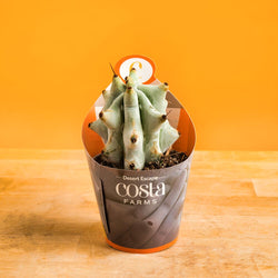 A Black Velvet Syngonium plant sits on a light wooden table with a bright blue backdrop. The plant is in a black grower's hanging basket and has pointed leaves with a white design in the center.