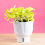 A Champs Elysees plant sits on a light-wooden table with a bright pink backdrop. The plant has super light, lime green leaves and bits of texture in the bottom portion of the foliage. The plant is inside a white self-watering container.