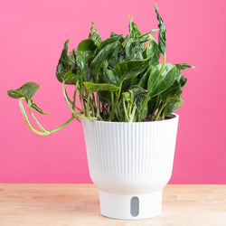 An Albo Pothos plant in a 6in diameter white self-watering container sits on a light wooden table with a bright pink backdrop. The leaves are pointed and vine downwards with green and white variegated foliage.