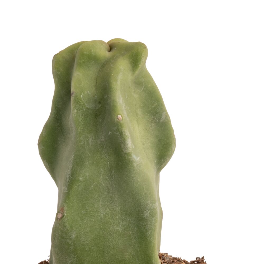 Senita Cactus