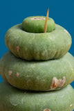 A Spiral Unicorn cactus close up image with the spiral shape.