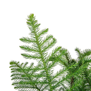 detailed view of norfolk island pine foliage, you can see the needles up close of the pine 