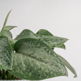 Close up foliage of the Mount Salak plant against a white backdrop. The plant has beautiful green round-shaped foliage with splashes of light green variegation.