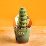 A Spiral Unicorn cactus on a light wooden table with an orange backdrop. The cactus is in a grower's pot with a Costa Farms custom sleeve. The shape is unique and spirals up with spikes.