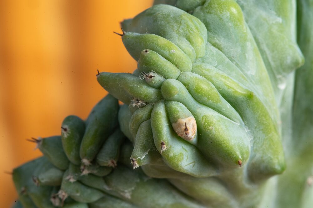crested cactus Crested Cactus